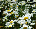 Field of Daisy