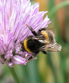 Bee Chive