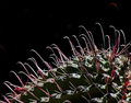 Thorns of the Barrel Cactus