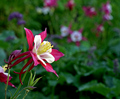 Columbine