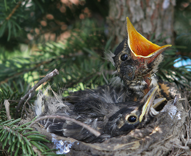 Robin's Nest