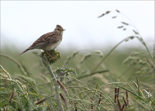 Crested Lark