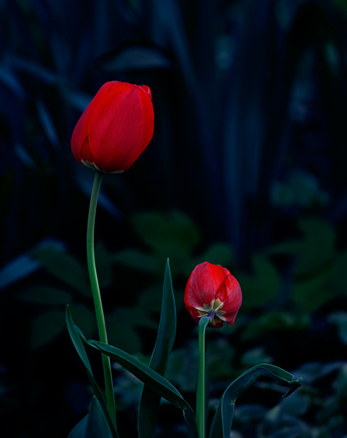 In the Garden at Dusk