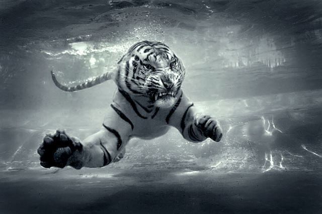 Underwater Danger