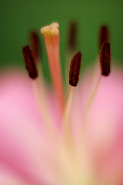 Stargazer