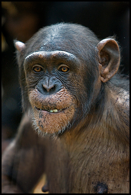 Just a Quick Chimp Shot