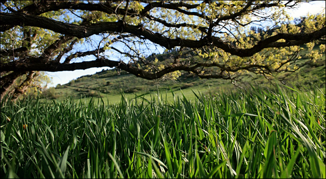 Tall Grass