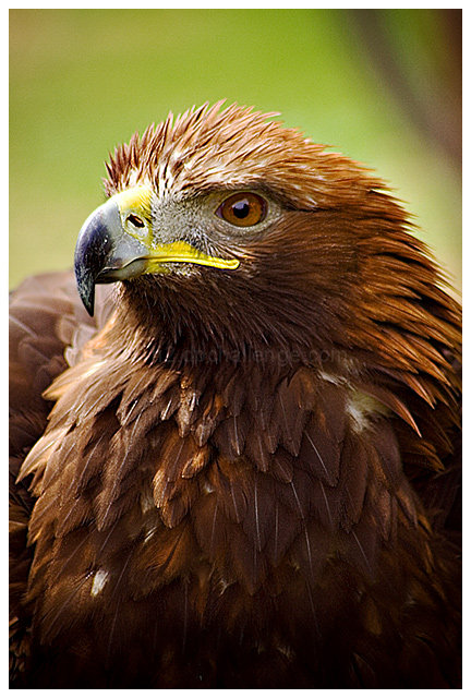 Harris Hawk