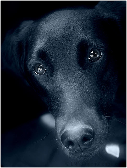 The Flea Market Dog
