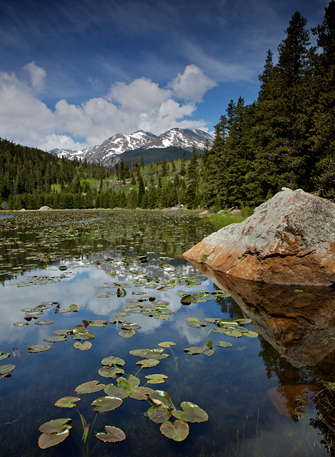 Lily Pad Perspective