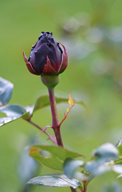 Black Rose Bud