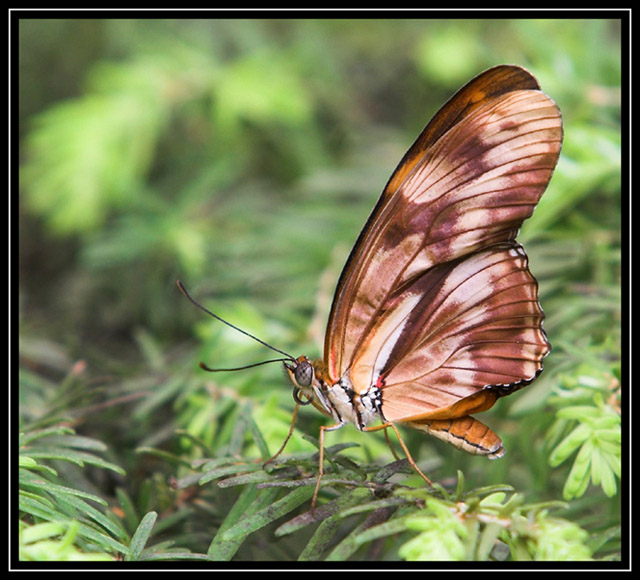 butterfly