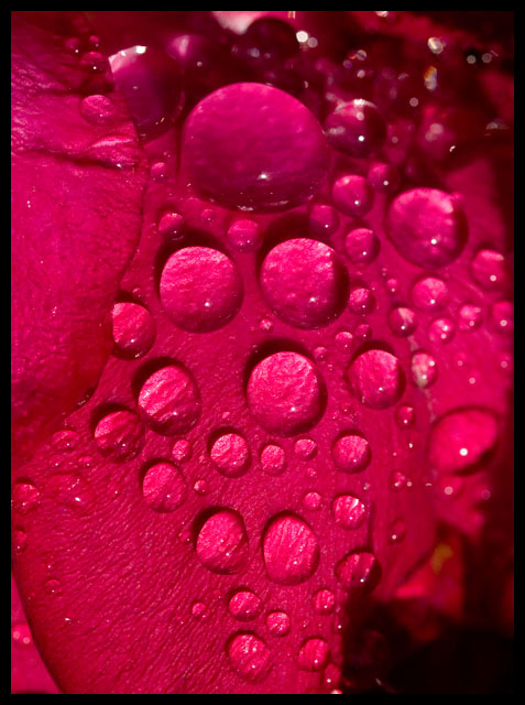 Cliche Water Beads