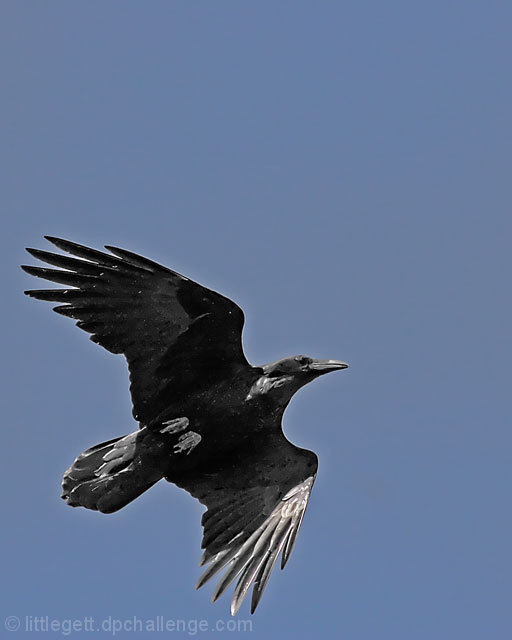 As the Crow Flies