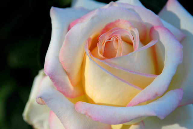 sunset glow on blushing rose