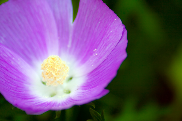 Flowers of spring