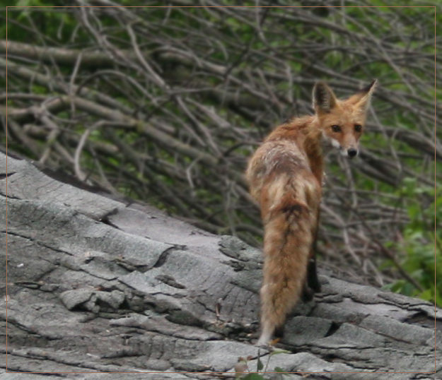 Young Fox