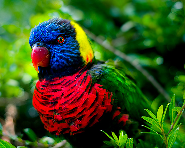 Lorikeet