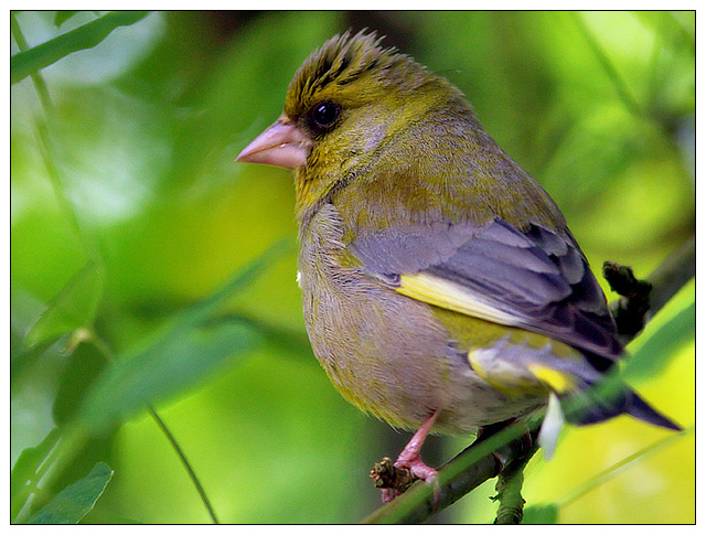 Greenfinch