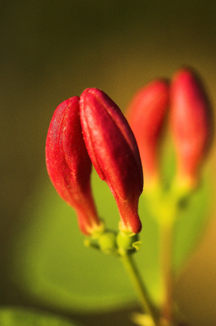 A New Bud