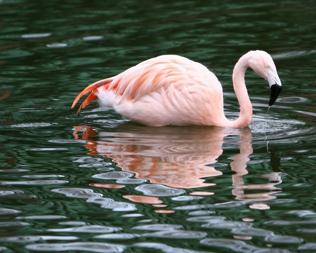 Flamingo Ripple