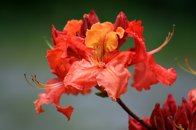 Rhododendron