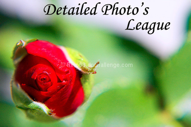 Detailed Photo's League