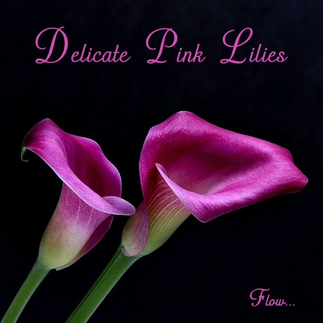 Delicate Pink Lilies