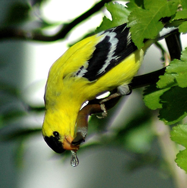 Drip Pickin' Linnet