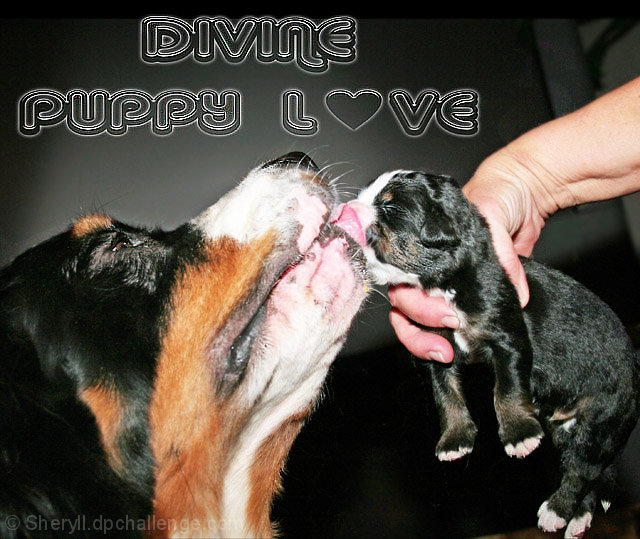 Devine Puppy Love