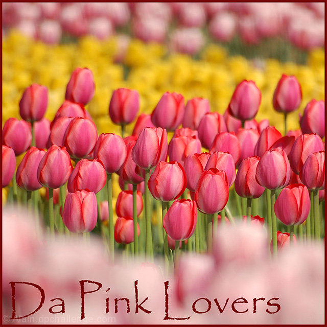 Da Pink Lovers