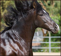 Smooth and silky horse...