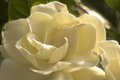 Flower silk
