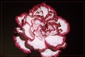 Silky Petals