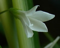 silky white flower