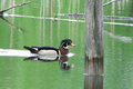 One smooth wood duck.