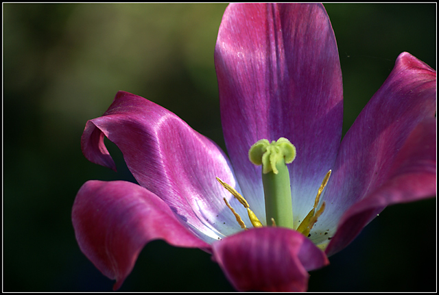 Evening Passion