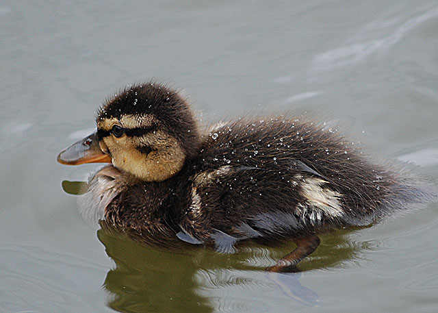 Duckling Feathers