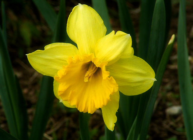 Daffodill