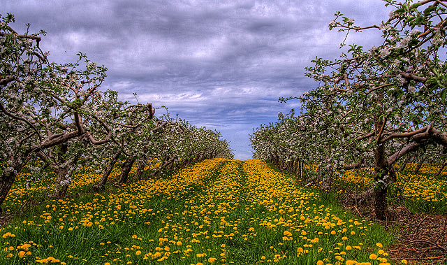 Into the Orchard 