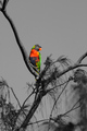 Lorikeet