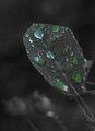 droplets of life