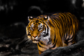 Tiger Tiger Burning Bright ...