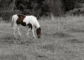 Lone horse