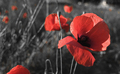 Poppy red