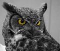 owl