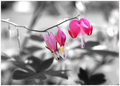 Bleeding Hearts