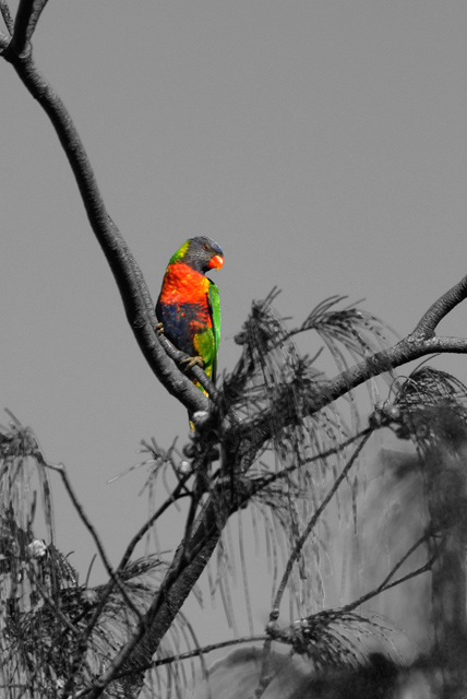 Lorikeet