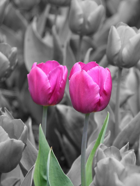 Tulips in color