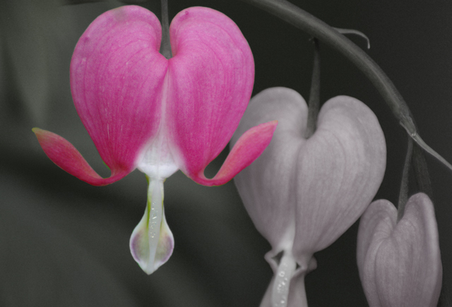 Bleeding Heart Beauty